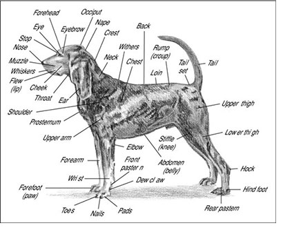 Anatomy of Canine Dogs Pictures