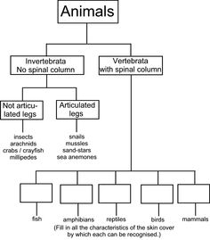 Animal Classification Worksheets 3rd Grade