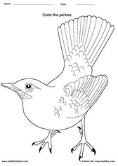 Bird Activity Worksheets