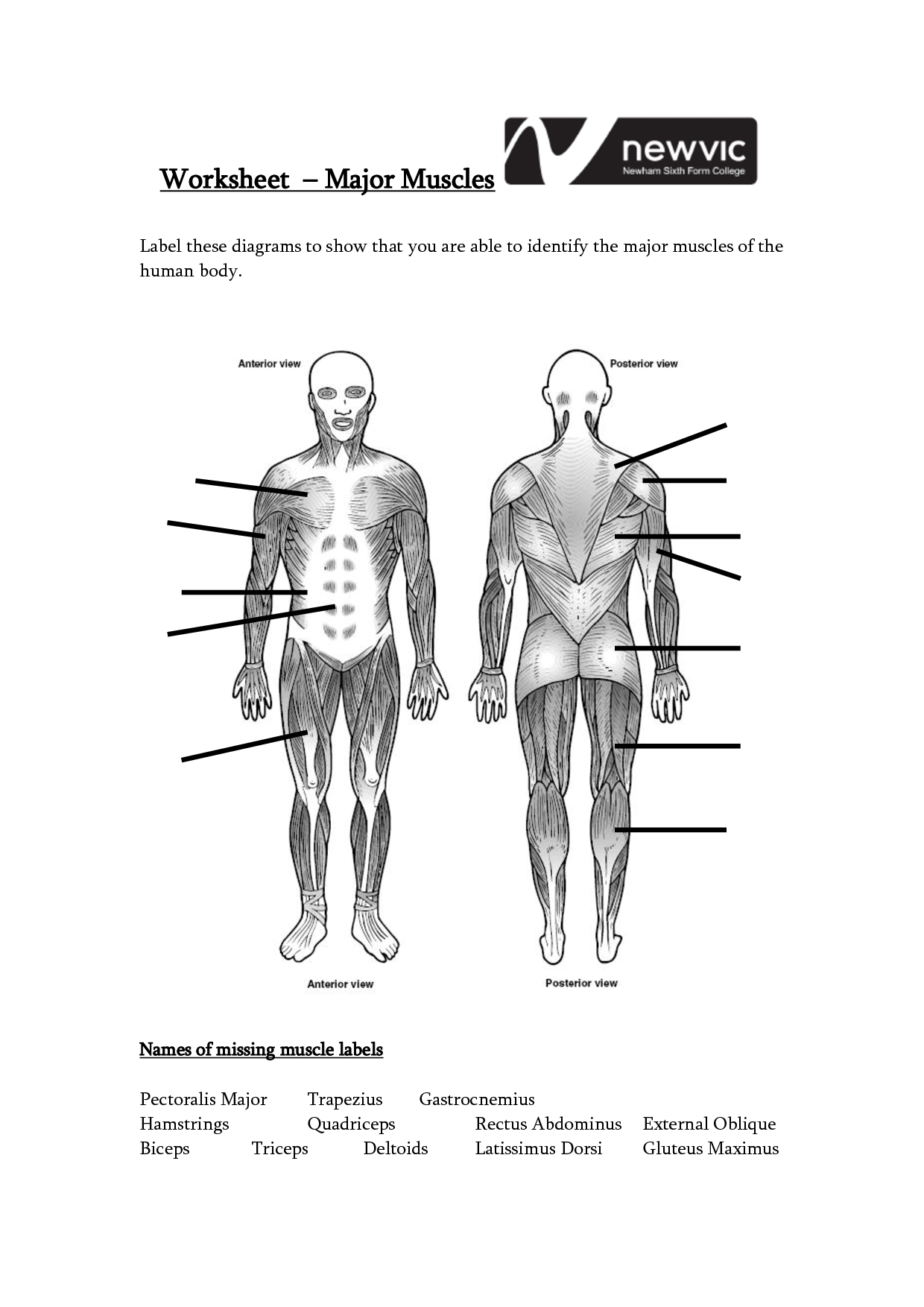 Human Body Muscle Diagram Worksheet