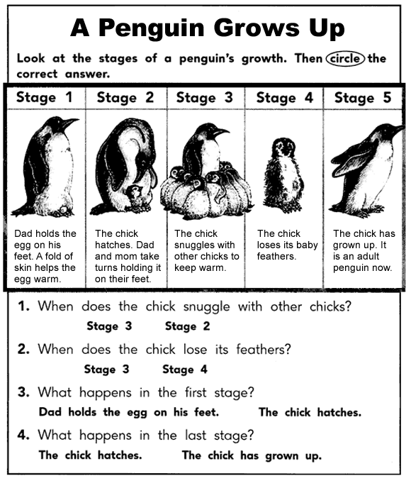 Penguin Life Cycle