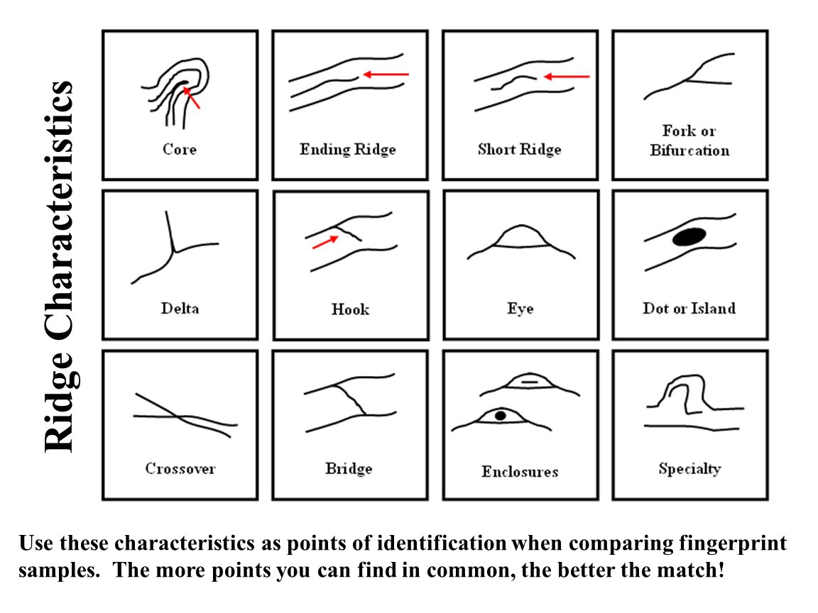 15 Fingerprint Identification Worksheet Worksheeto