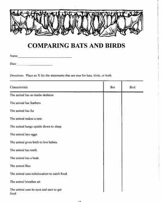 Images Bats and Birds Worksheets