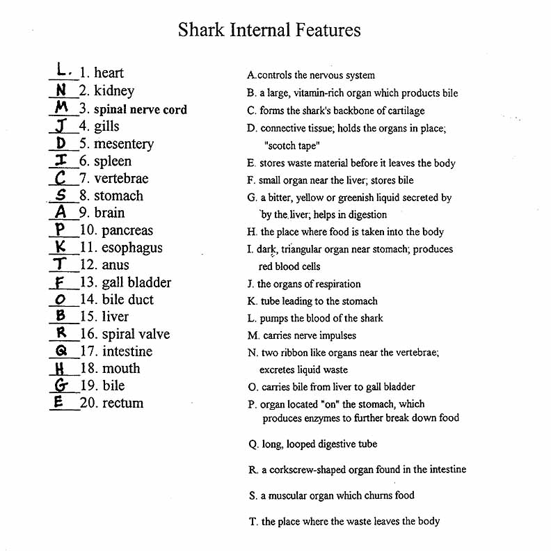 18 Shark Dichotomous Key Worksheet Worksheeto