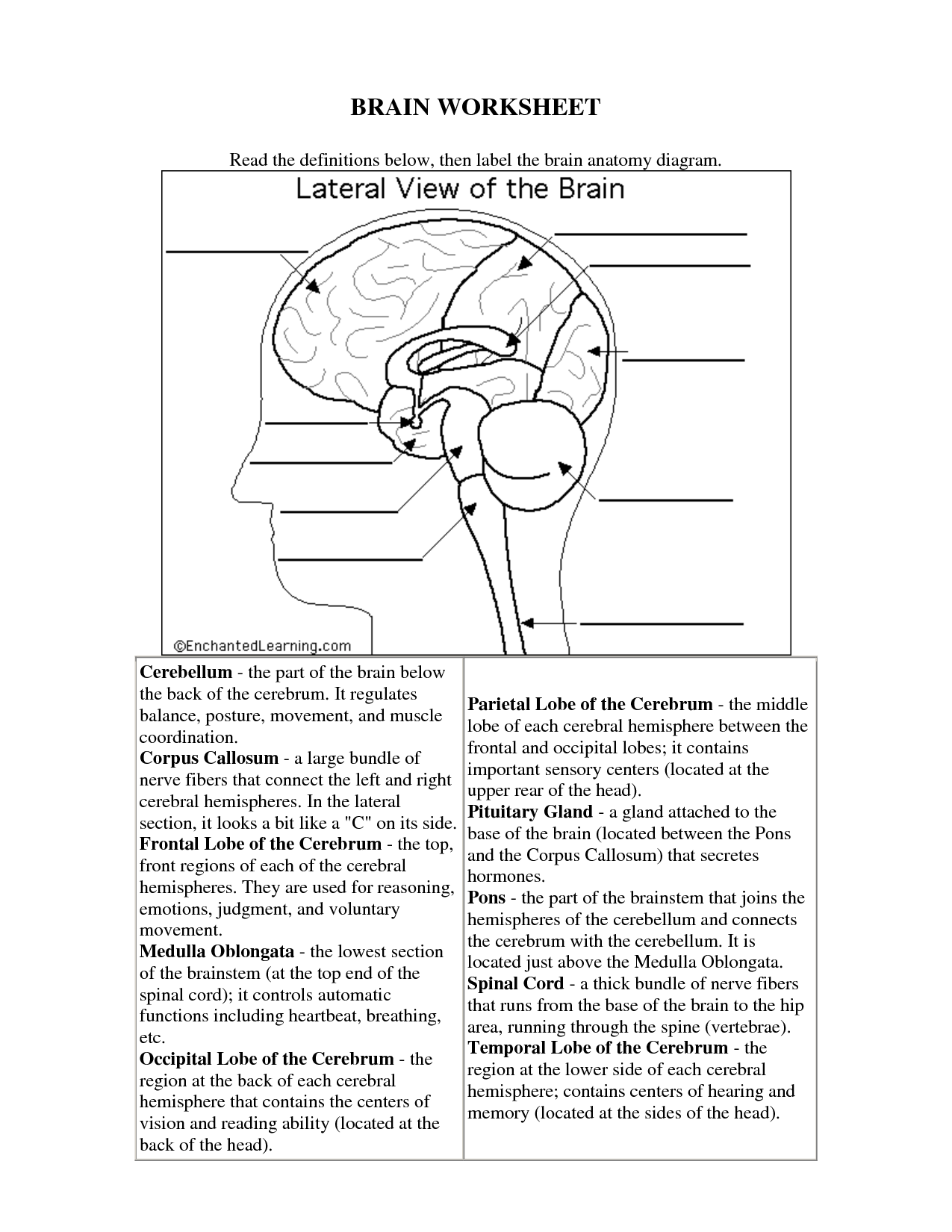 14 Brain Parts Worksheet Worksheeto