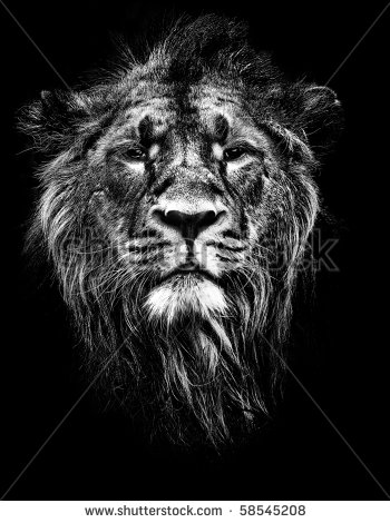 High Contrast Black and White Lion