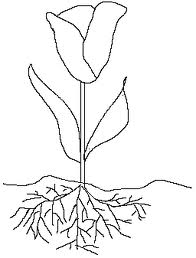 Blank Picture of Flower Roots Stem and Leaf Images