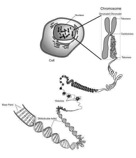 Chromosome Diagram