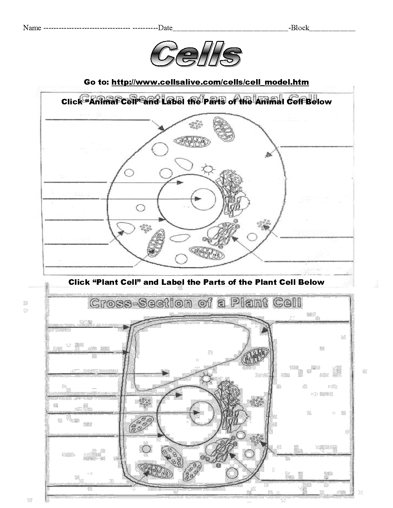 Plant and Animal Cell Labeling Worksheet