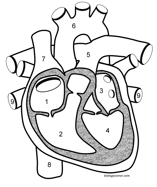 Heart Diagram Worksheet