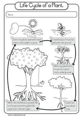 Plant Life Cycle Worksheet 3rd Grade