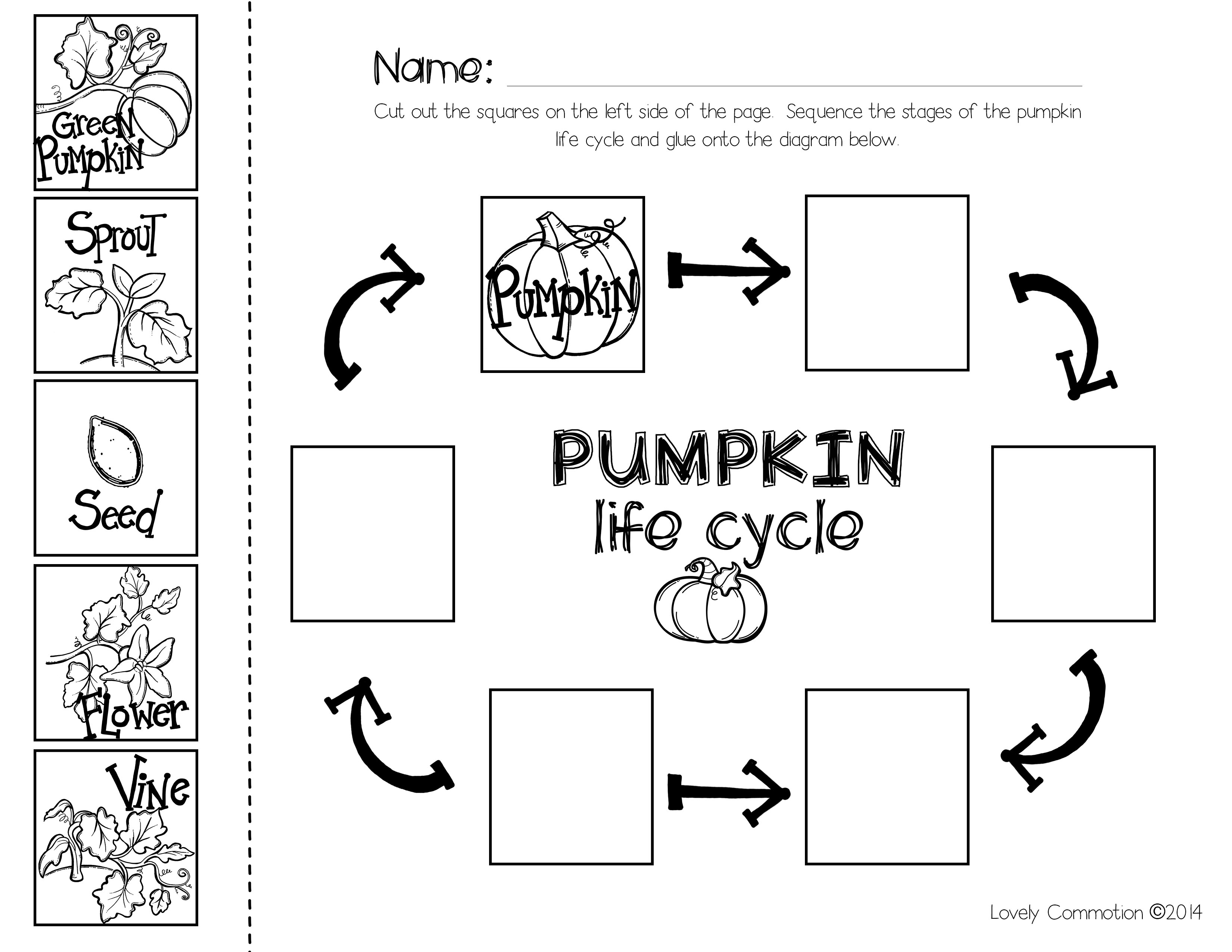 Free Pumpkin Life Cycle Worksheets