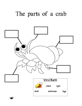 House Hermit Crab Worksheet