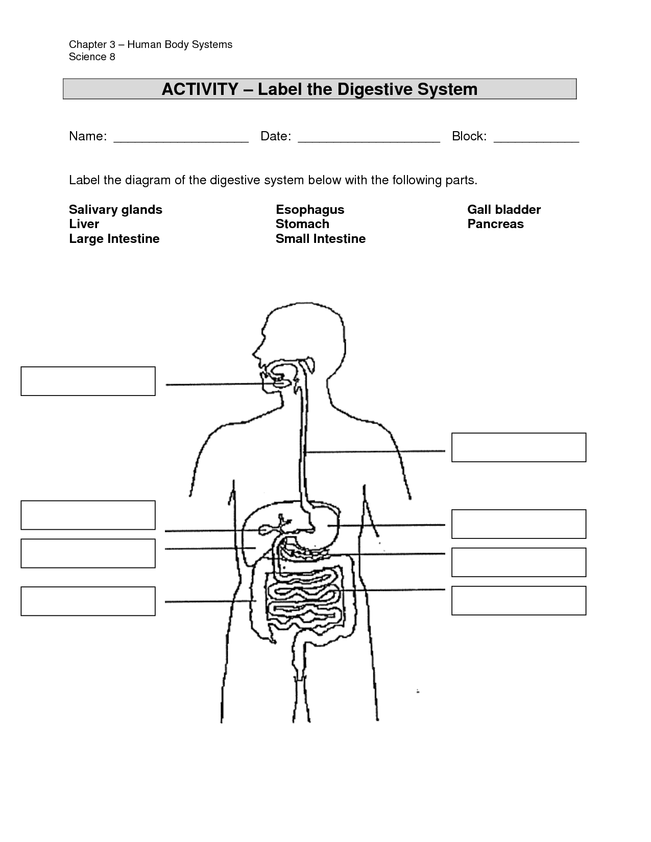 Label Digestive System Diagram