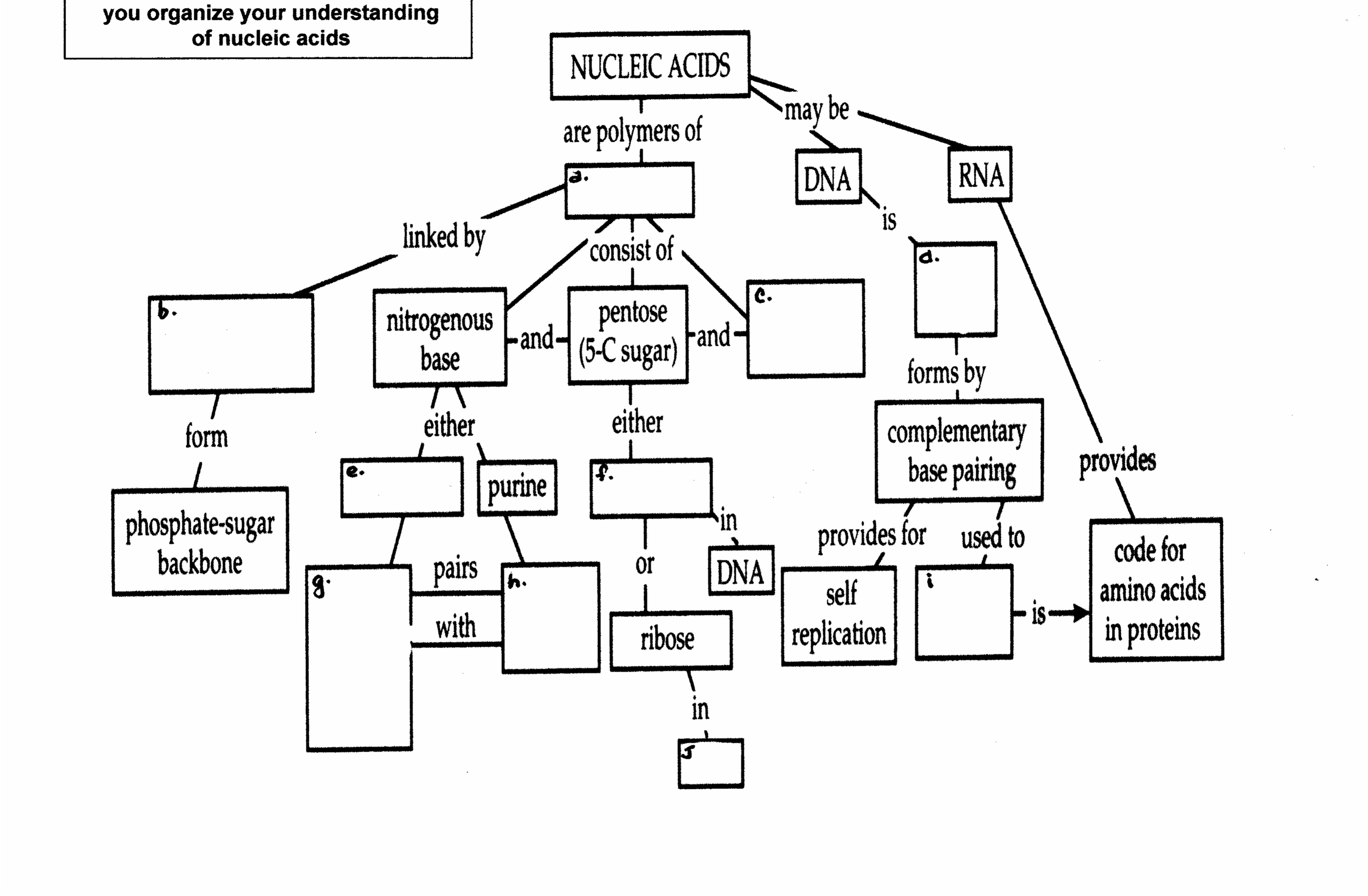 13 Nucleic Acid Concept Map Worksheet Worksheeto