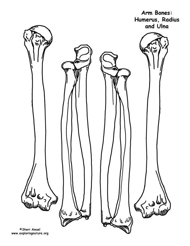 Printable Skeleton Bones Template