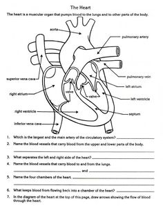 Circulatory System Heart Diagram Worksheet