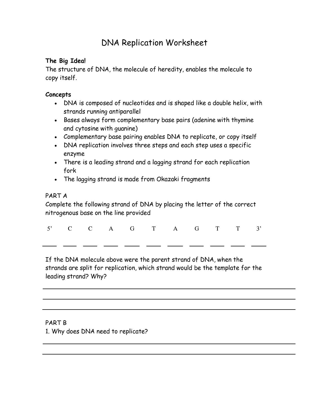 DNA Replication Worksheet Answer Key