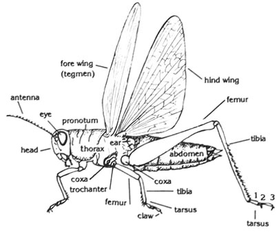 Grasshopper Insect Body Parts