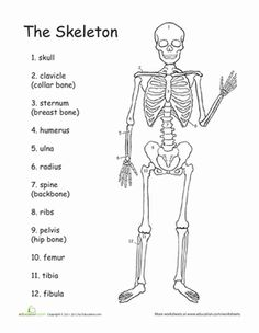 Human Body Worksheets 4th Grade