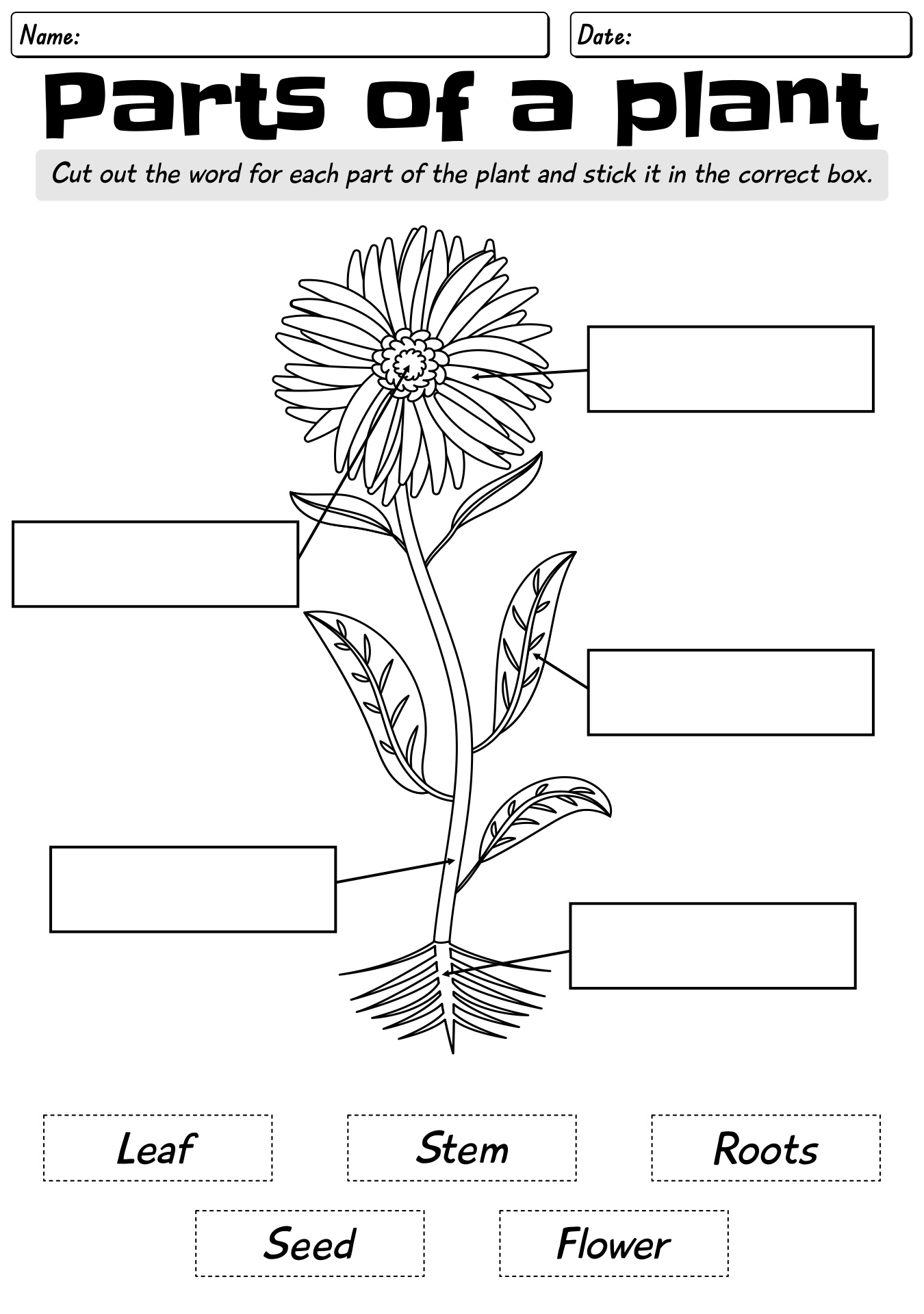 14 Plant Parts And Functions Worksheet Worksheeto