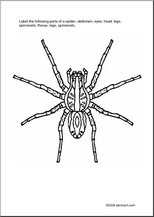 Label Spider Parts Worksheet