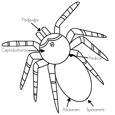 Spider Body Parts Diagram