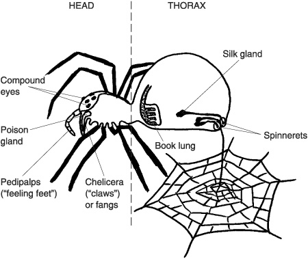 Types of Arthropods Worksheets