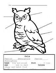 Owl Body Parts Worksheet