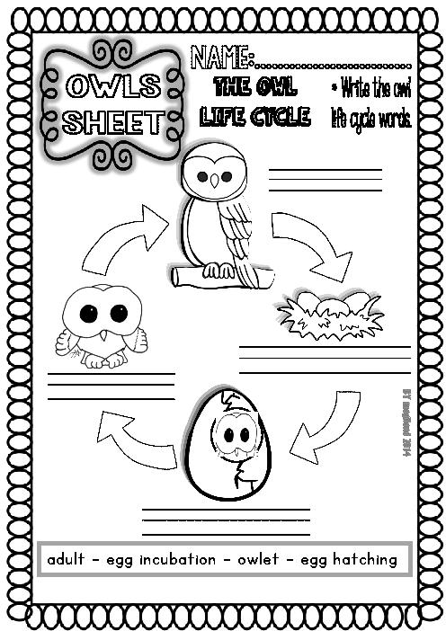 Owl Pellets Lesson Worksheet