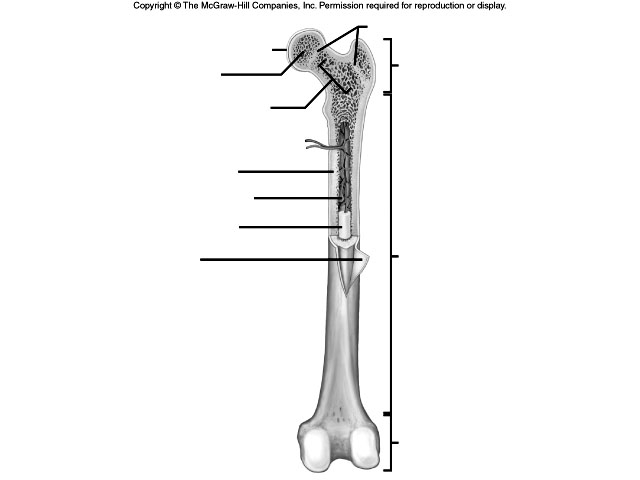 Long Bone Diagram Unlabeled