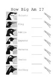 Penguin Activity Measurement