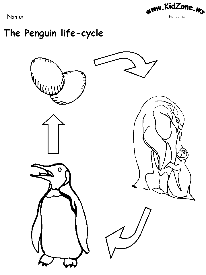 Penguin Life Cycle Worksheet