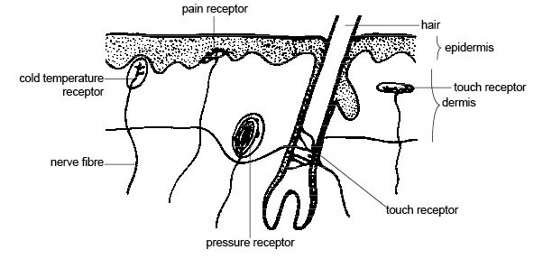 Polar Bear Skin Diagram