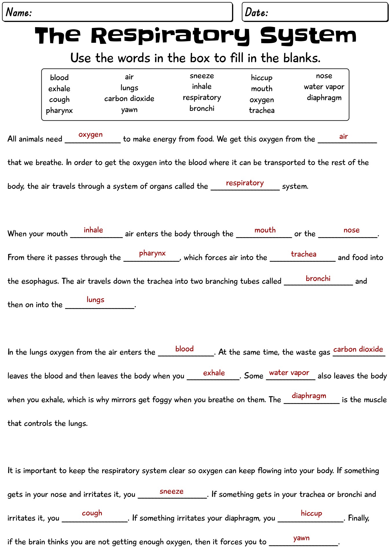 13 Respiratory System Worksheet Answer Key Worksheeto