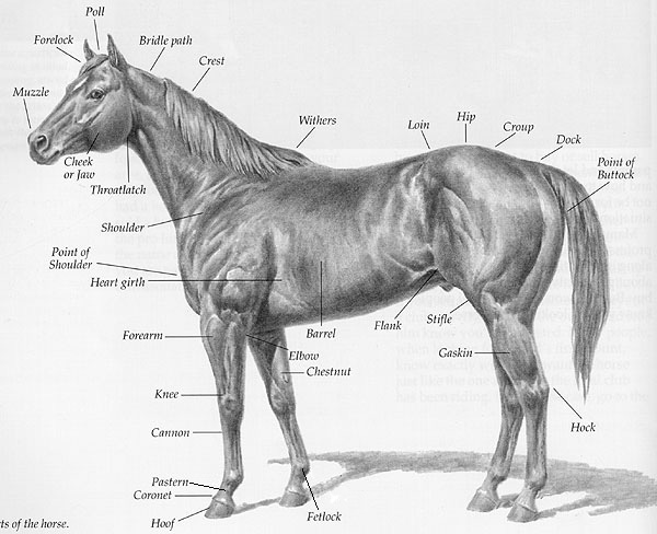 Anatomy Parts of a Horse