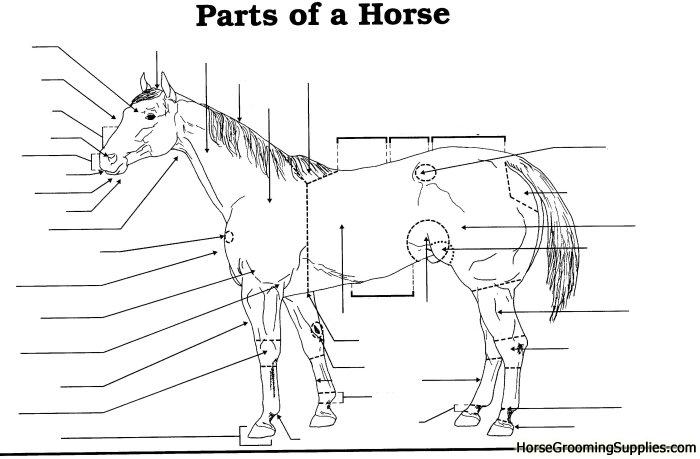 Parts Of The Horse Worksheets