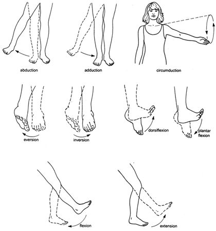 Rotation Body Movements Anatomy