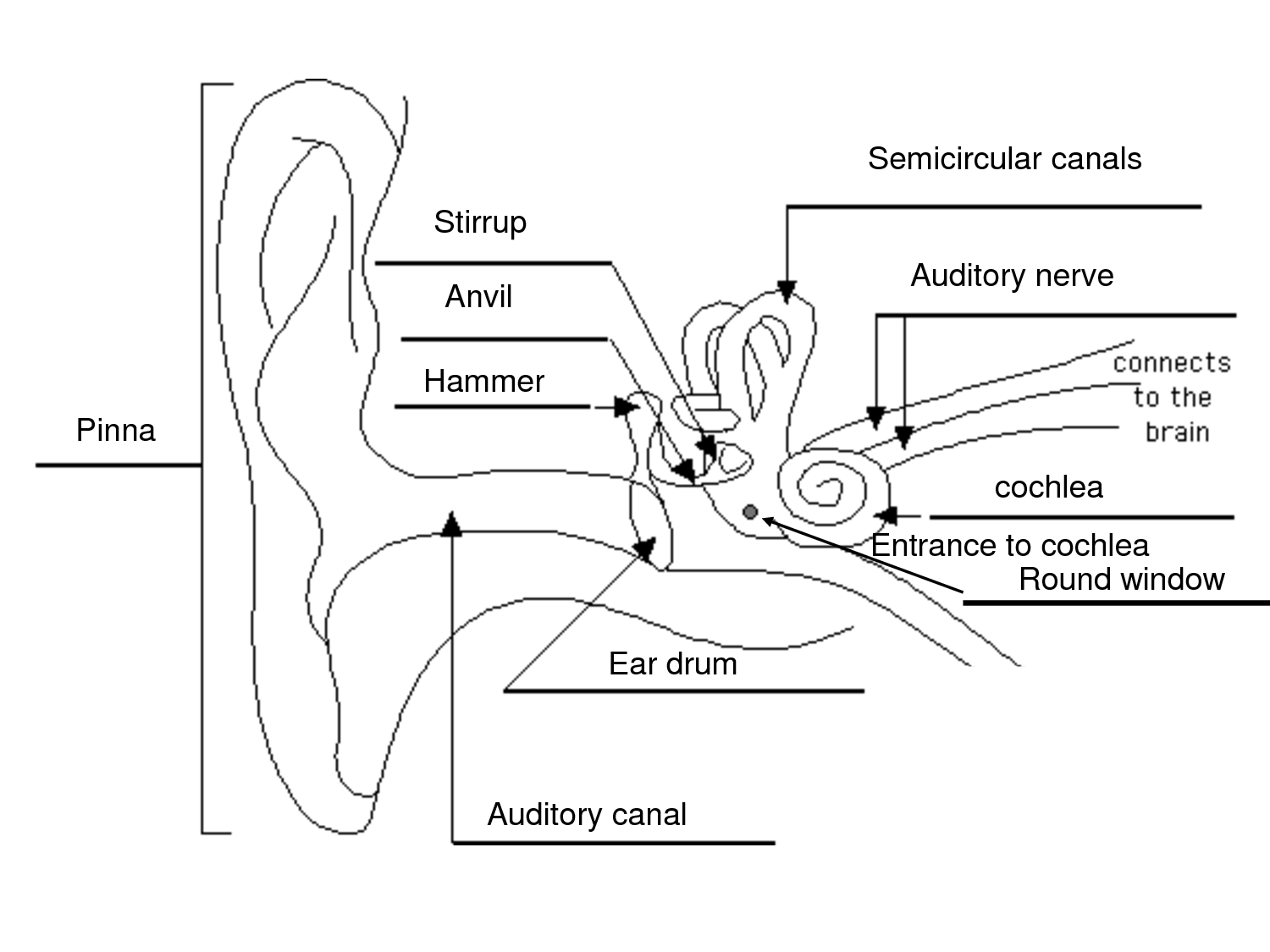 Ear Diagram