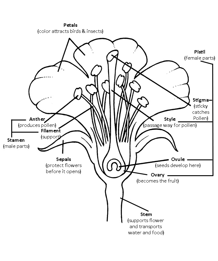 Flower Diagram with Labeled Parts