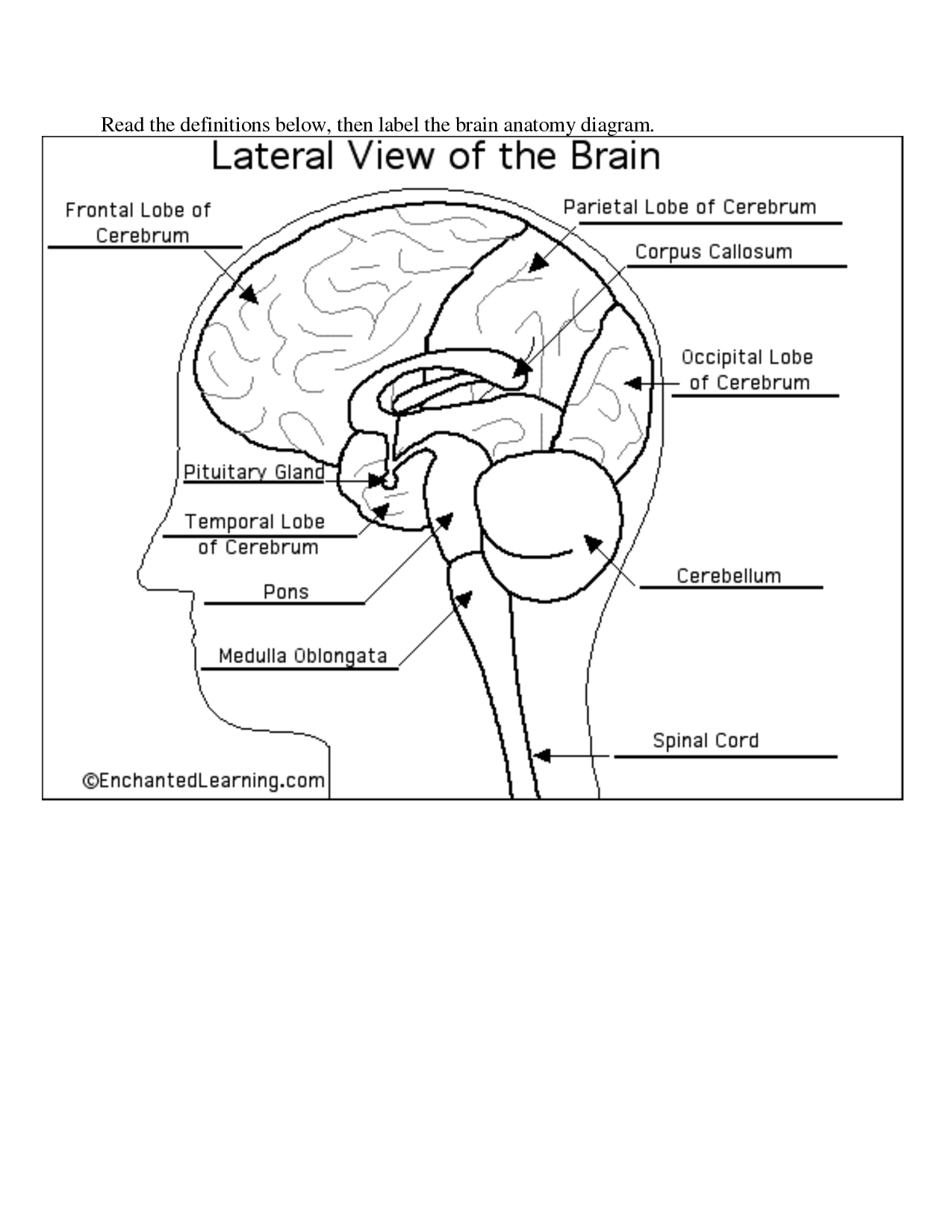 11 Brain Label Worksheet Worksheeto