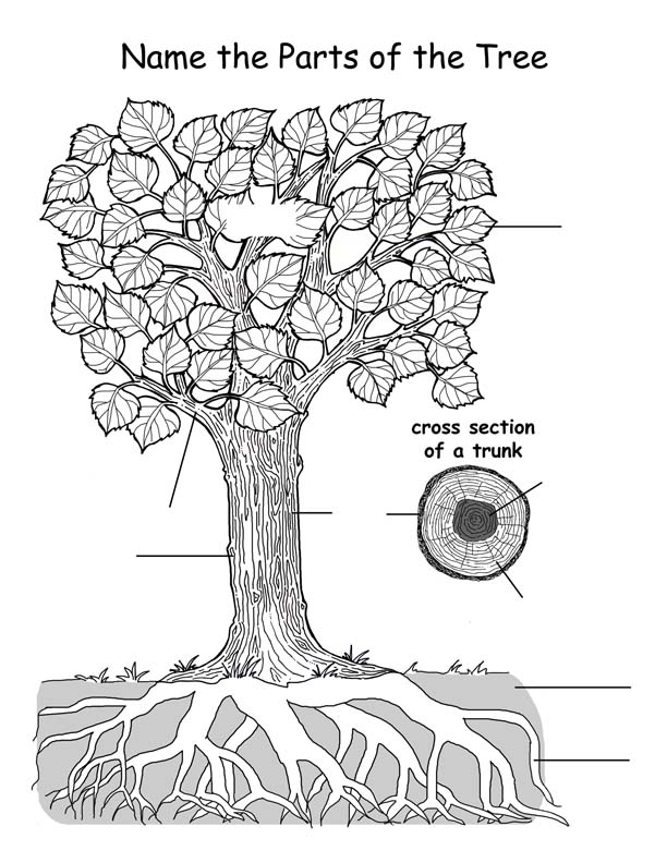 Label Tree Parts Coloring Page