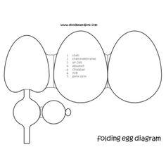 Printable Bird Egg Anatomy