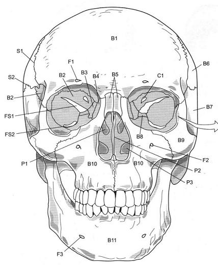 12 Best Images of Anatomy Practice Worksheets - Skull Bones Worksheet ...