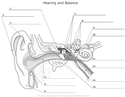 Blank Ear Diagram