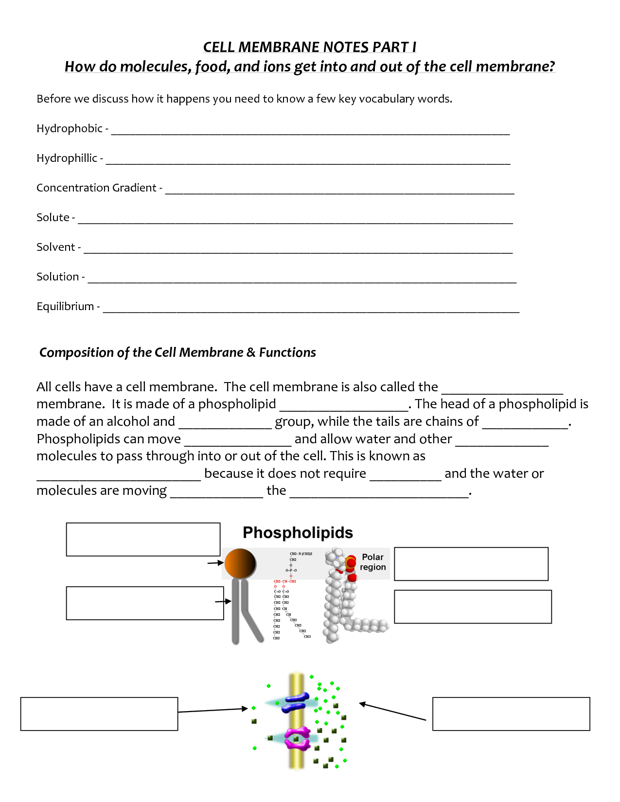 17 Cell Membrane Images Worksheet Answers Worksheeto