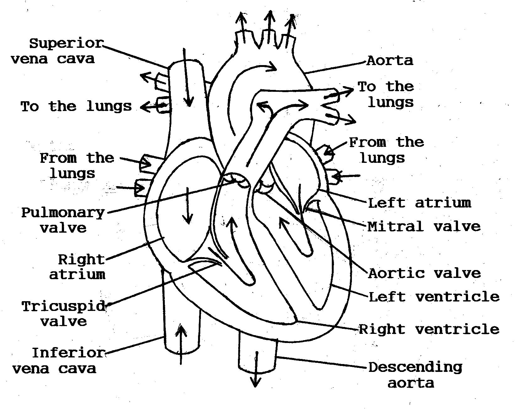 Human Heart Blood Flow Diagram