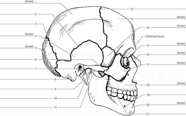 Printable Anatomy Interior Skull Labeling Worksheets