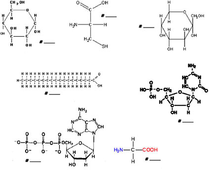 Macromolecule Structure Worksheet