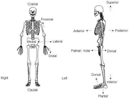 Standard Anatomical Position